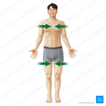 Medialis (Zur Mitte); Bild: Paul Kim