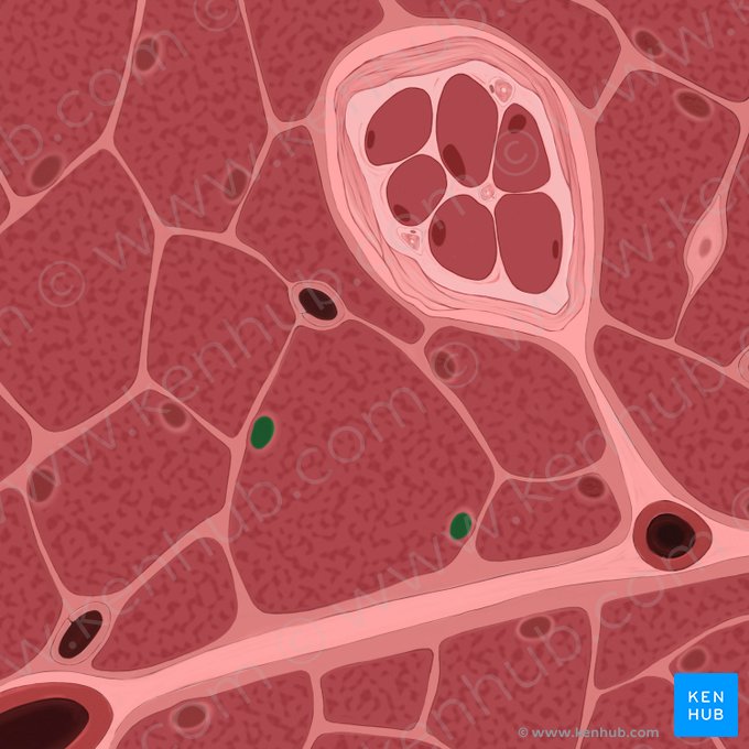 Nucleus myocyti (Muskelzellkern); Bild: Tal Bavli Ziv
