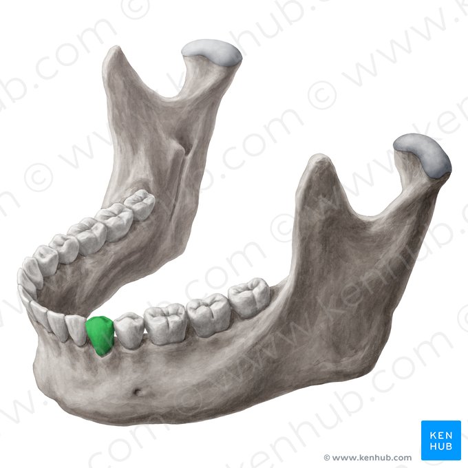 Dens premolaris primus sinister mandibularis (Linker unterer 1. Prämolar); Bild: Yousun Koh