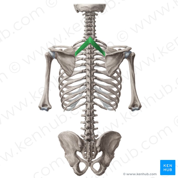Musculus rhomboideus minor (Kleiner Rautenmuskel); Bild: Yousun Koh