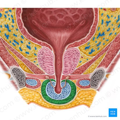 Bulbospongiosus muscle (male) (Musculus bulbospongiosus (masculinus)); Image: Irina Münstermann