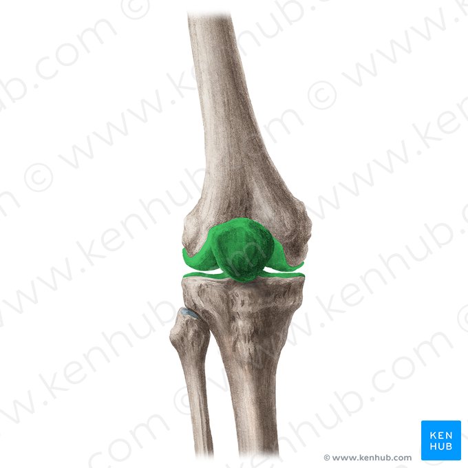 Knee joint (Articulatio genus); Image: Liene Znotina