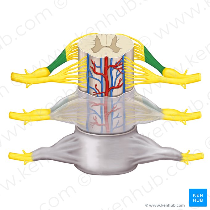Radix posterior nervi spinalis (Hinterwurzel des Spinalnervs); Bild: Rebecca Betts
