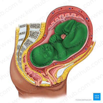 Fetus; Image: Irina Münstermann