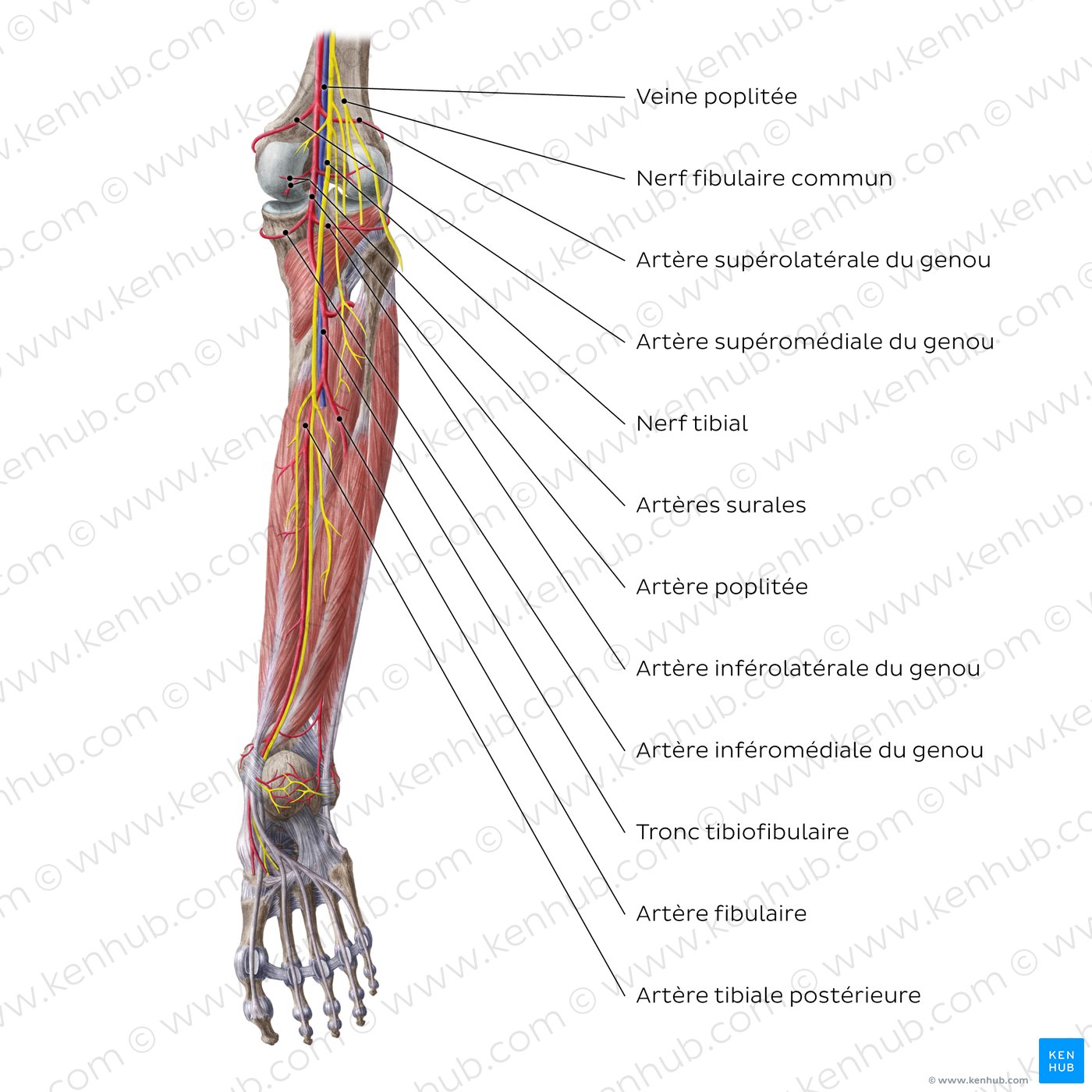 Artères et nerfs de la jambe : Schéma anatomique (vue postérieure)