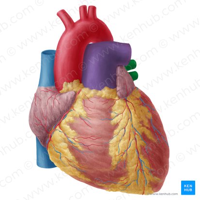 Left pulmonary veins (Venae pulmonales sinistrae); Image: Yousun Koh