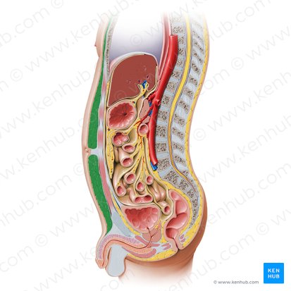 Fatty layer of subcutaneous tissue (Camper's fascia) (Panniculus adiposus abdominis); Image: Paul Kim
