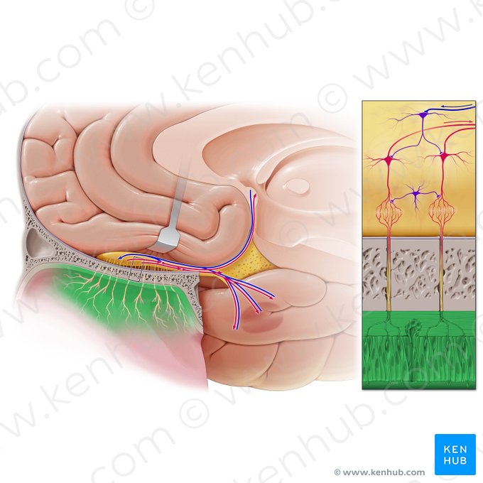 Mucosa olfatoria (Pars olfactoria tunica mucosae nasi); Imagen: Paul Kim