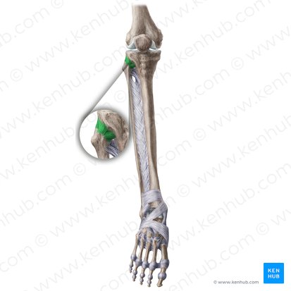 Ligamentum anterius capitis fibulae (Vorderes Band des Wadenbeinkopfs); Bild: Liene Znotina