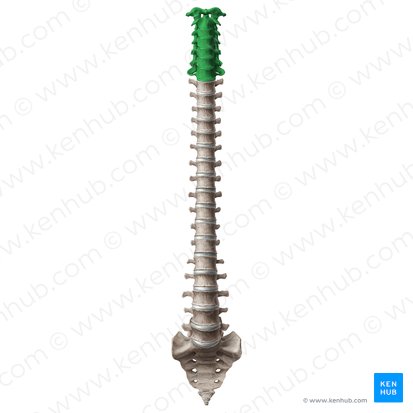 Vértebras cervicales (Vertebrae cervicales); Imagen: Paul Kim