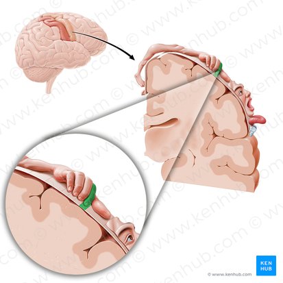 Corteza motora del dedo índice (Cortex motorius indicis); Imagen: Paul Kim
