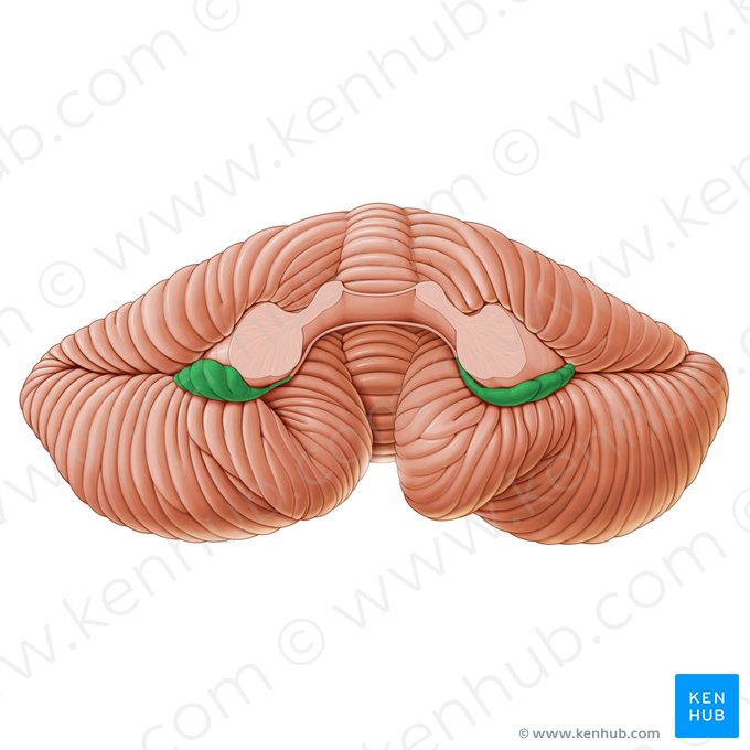 Flocculus; Image: Paul Kim
