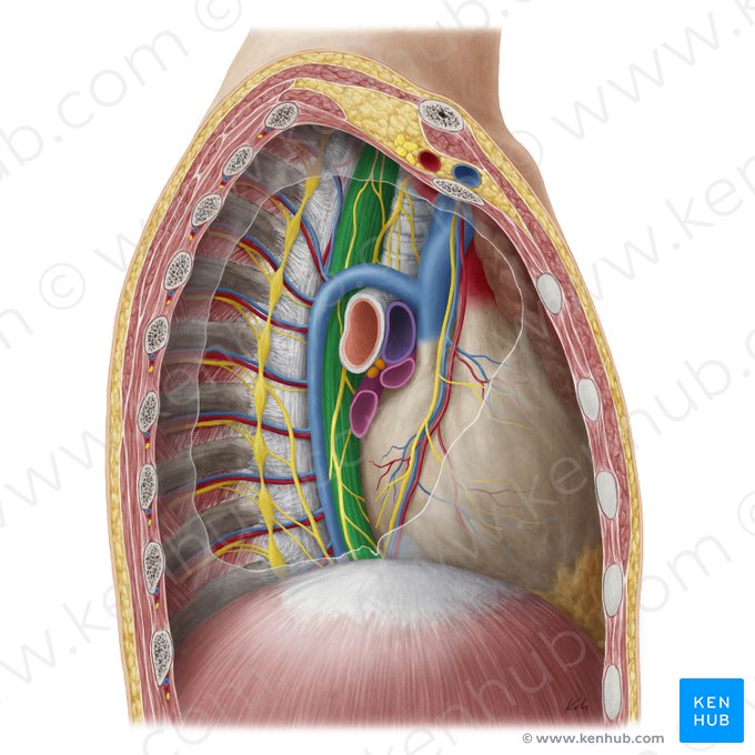 Oesophagus (Speiseröhre); Bild: Yousun Koh