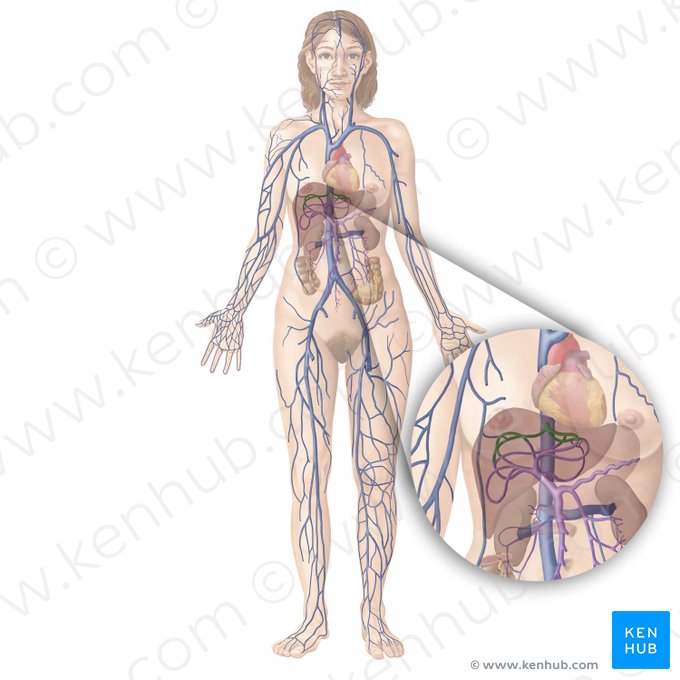 Hepatic veins (Venae hepaticae); Image: Begoña Rodriguez