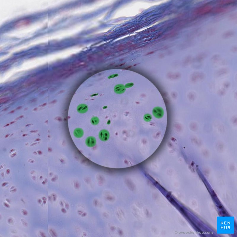 Chondrocytes - histological slide