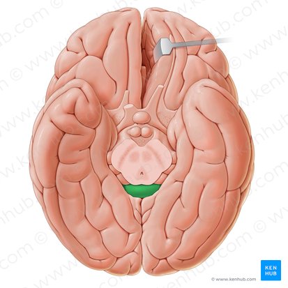 Splenium of corpus callosum (Splenium corporis callosi); Image: Paul Kim