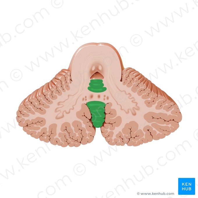 Vermis of cerebellum (Vermis cerebelli); Image: Paul Kim