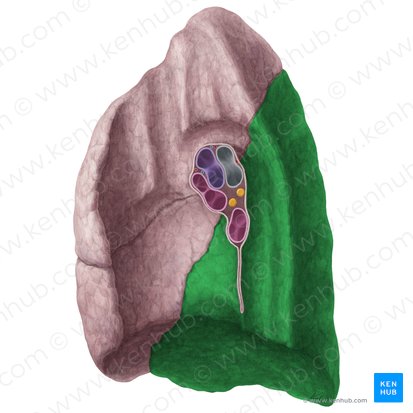 Inferior lobe of right lung (Lobus inferior pulmonis dextri); Image: Yousun Koh