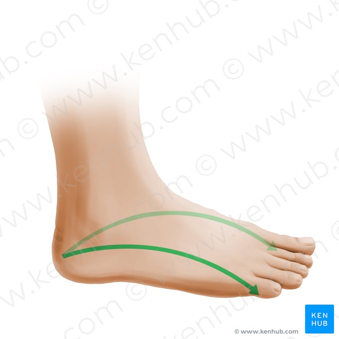 Longitudinal arch of foot (Arcus pedis longitudinalis); Image: Paul Kim