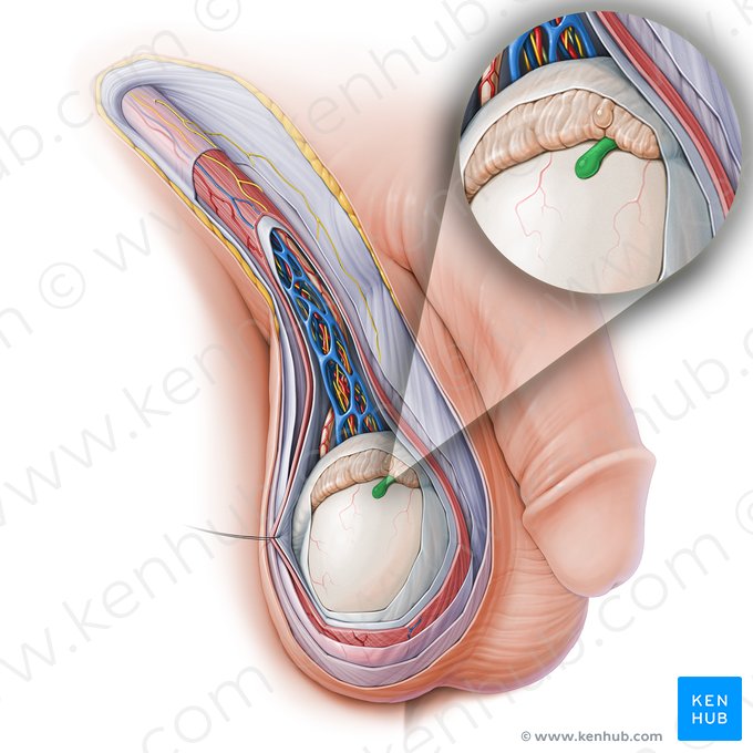 Appendix testis (Anhängsel des Hodensacks); Bild: Paul Kim