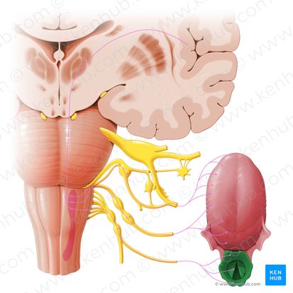 Larynx; Image: Paul Kim