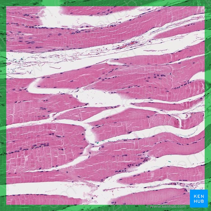 Textus muscularis skeletalis (Skelettmuskel); Bild: 