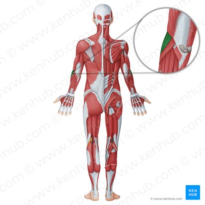 Brachioradialis muscle (Musculus brachioradialis); Image: Irina Münstermann