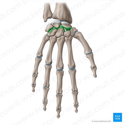 Articulatio mediocarpea (Distales Handgelenk); Bild: Paul Kim