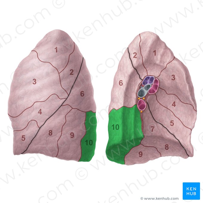 Posterior basal segment of left lung (Segmentum basale posterius pulmonis sinistri); Image: Paul Kim
