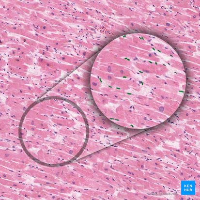 Fibroblast nucleus (Nucleus fibroblasti); Image: 