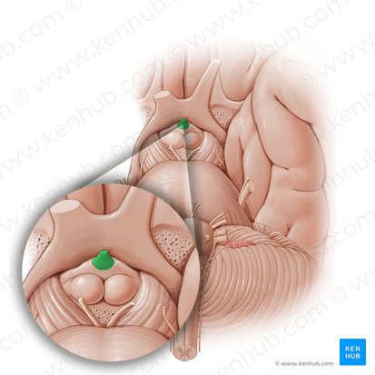 Infundíbulo de la hipófisis (Infundibulum glandulae pituitariae); Imagen: Paul Kim