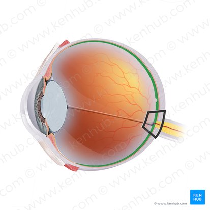 Retina; Image: Paul Kim