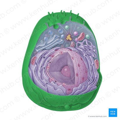 Plasma membrane (Plasmalemma); Image: Paul Kim