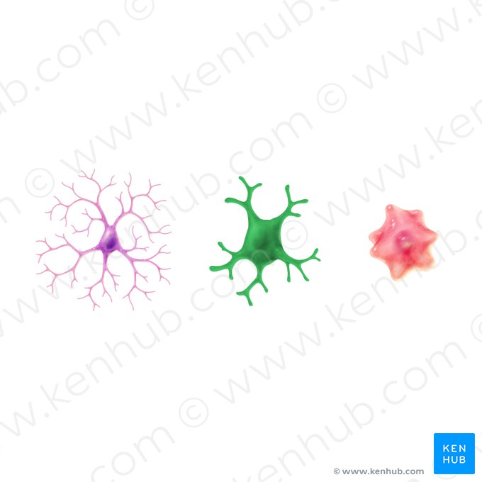 Bushy (activated) microglia; Image: Paul Kim