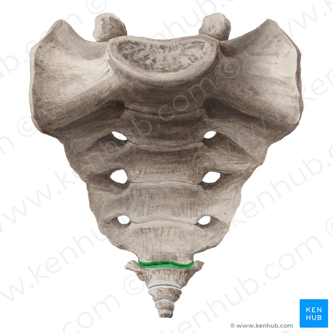 Sacrococcygeal joint (Articulatio sacrococcygea); Image: Liene Znotina