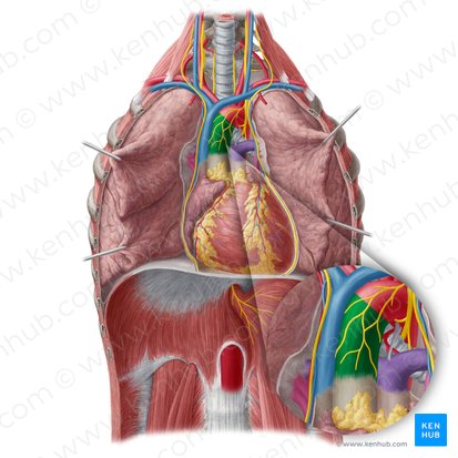 Ascending aorta (Aorta ascendens); Image: Yousun Koh