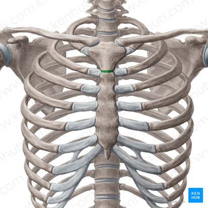 Manubriosternal joint (Symphysis manubriosternalis); Image: Yousun Koh