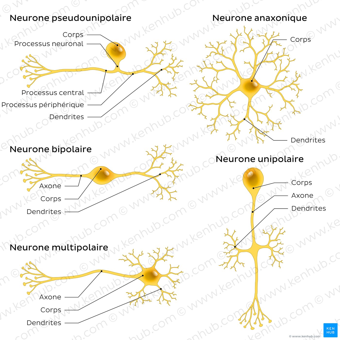 An image showing 5 types of neurons (pseudounipolar, bipolar, multipolar, anaxonic, unipolar).