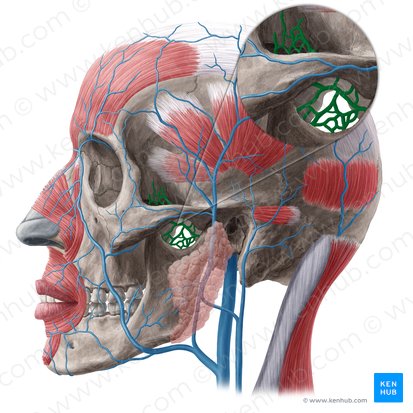 Pterygoid venous plexus (Plexus venosus pterygoideus); Image: Yousun Koh
