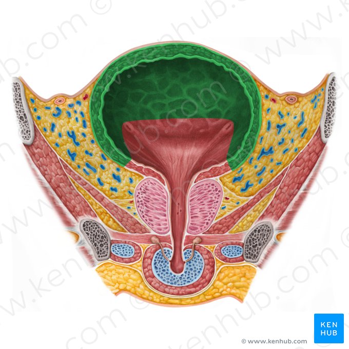 Body of urinary bladder (Corpus vesicae urinariae); Image: Irina Münstermann