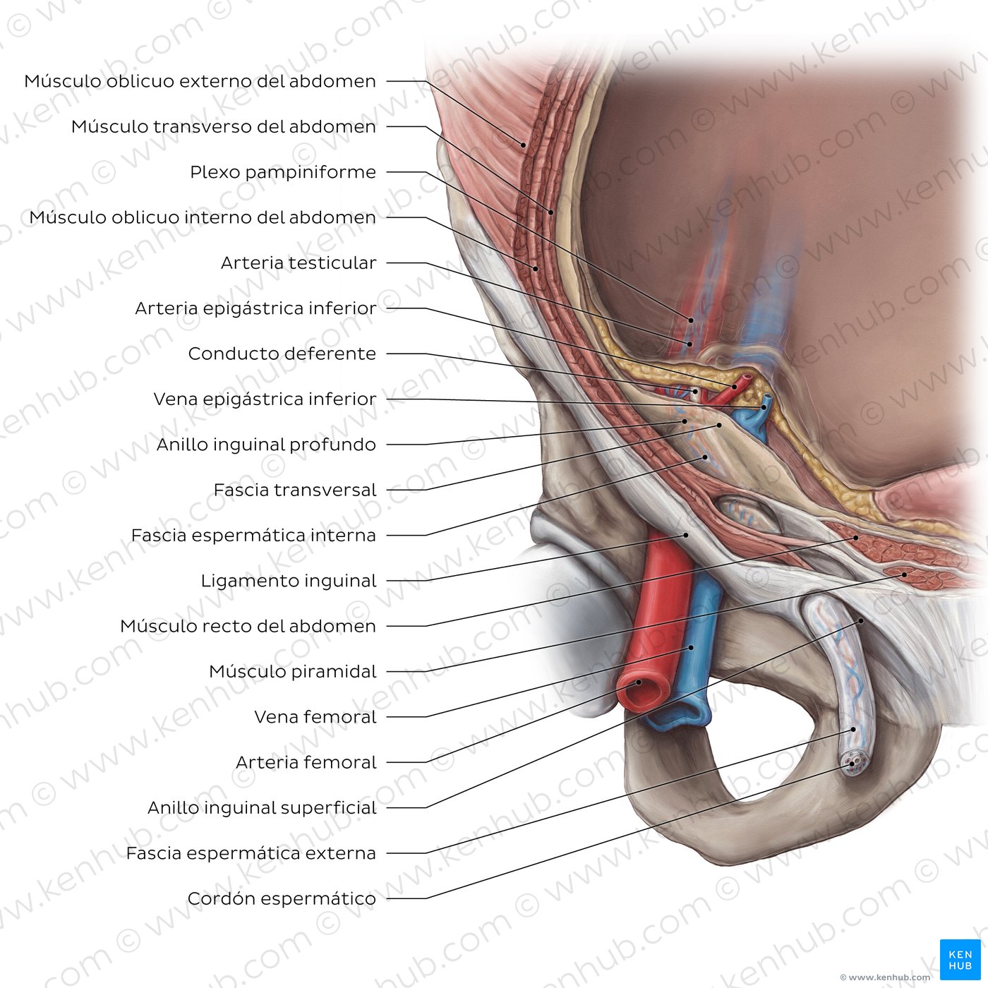 Visión general del conducto inguinal
