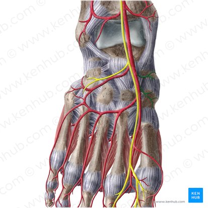 Medial tarsal arteries (Arteriae tarseae mediales); Image: Liene Znotina