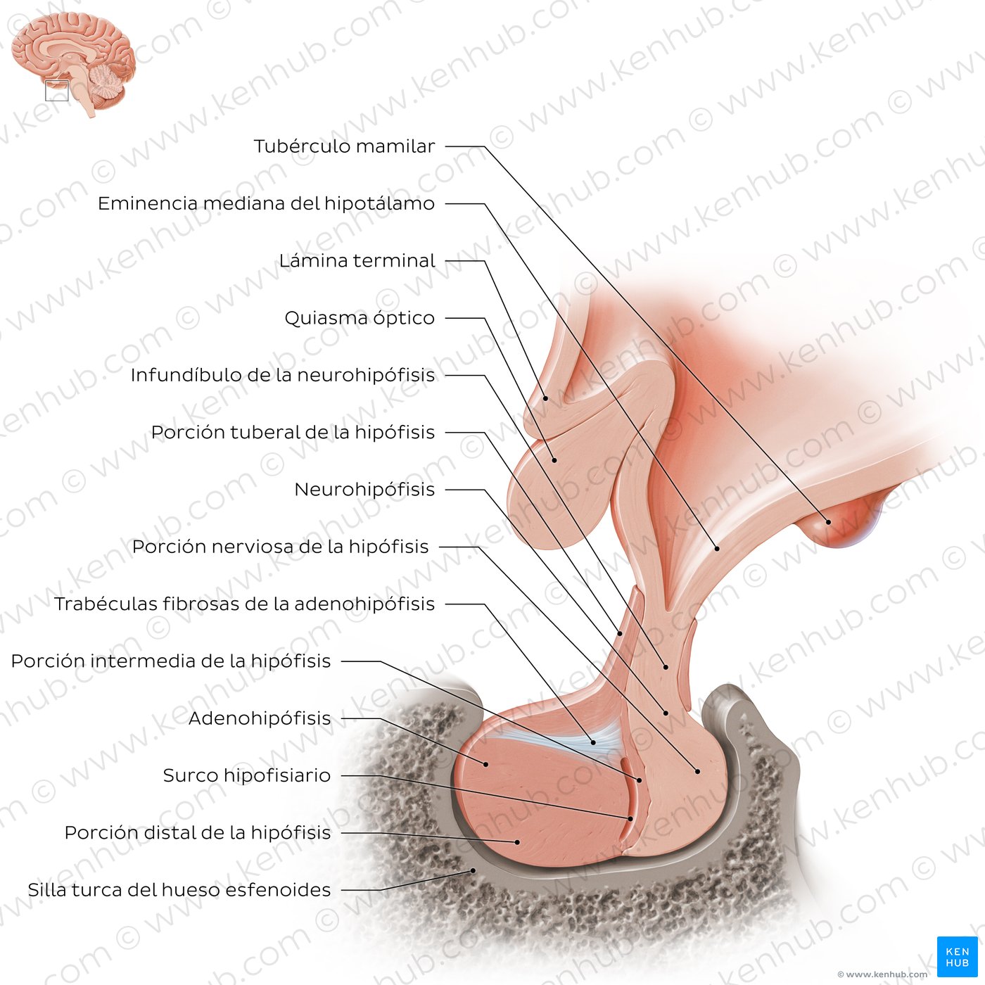 Hipófisis (glándula pituitaria)
