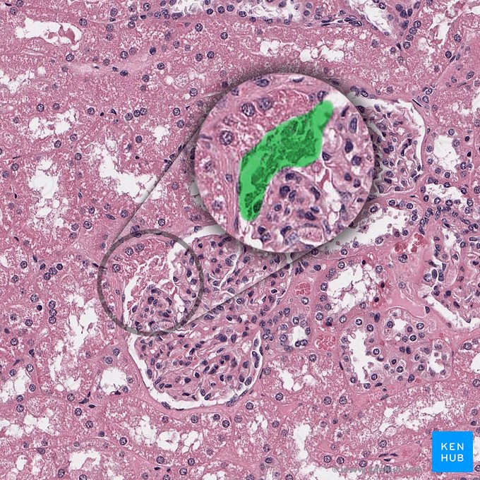 Urinary pole of renal corpuscle (Polus urinaris corpusculi renalis); Image: 