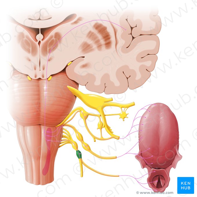 Ganglion inferius nervi vagi (Unteres Ganglion des Vagusnervs); Bild: Paul Kim