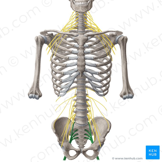 Sacral plexus (Plexus sacralis); Image: Yousun Koh