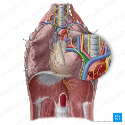 Right brachiocephalic vein (Vena brachiocephalica dextra); Image: Yousun Koh