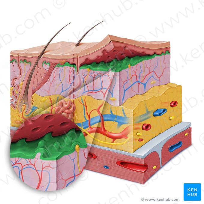 Camada papilar da derme (Stratum papillare dermis); Imagem: Paul Kim