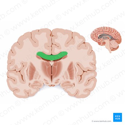 Body of corpus callosum (Truncus corporis callosi); Image: Paul Kim