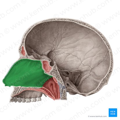 Nasal septum (Septum nasi); Image: Yousun Koh